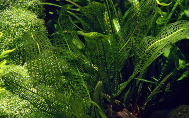 Aponogeton madagascariensis - Madagaskar-Gitterpflanze